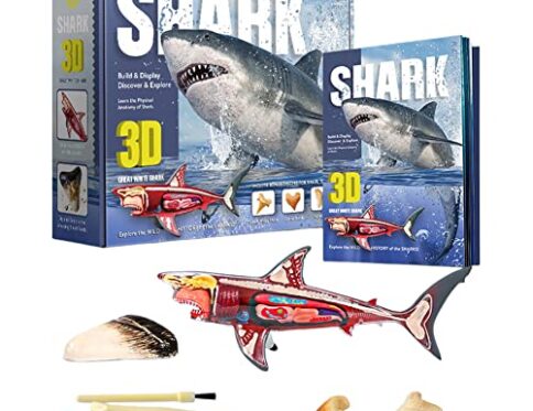 Shark ExcavaciÃ³n arqueolÃ³gica,...